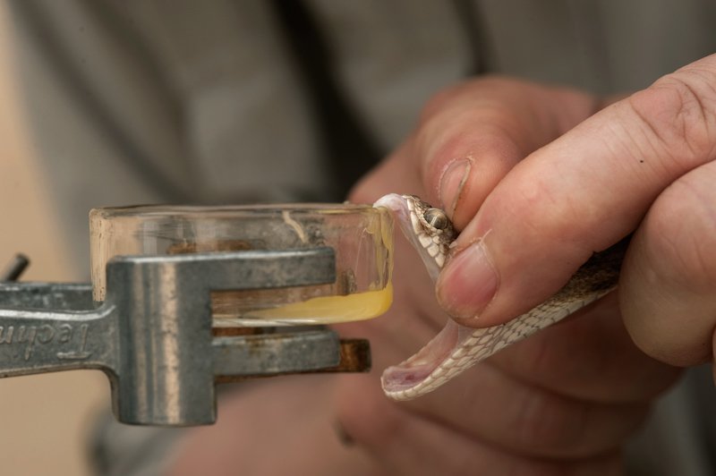 Snake Milker π (image credits: wikimedia)