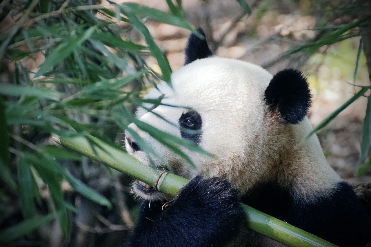 Panda Nanny πΌ (image credits: pixabay)