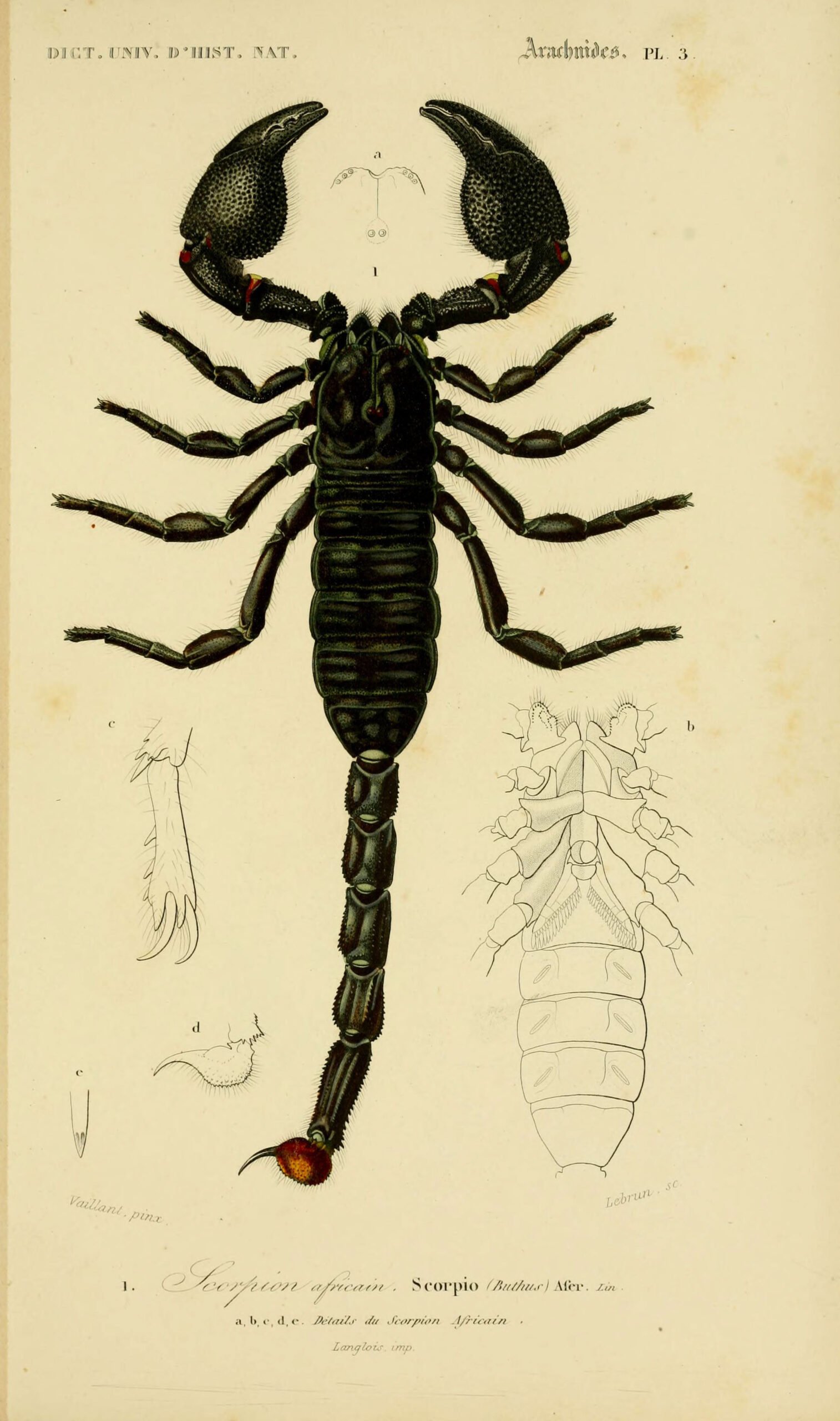 Scorpio (October 23 - November 21) (image credits: wikimedia)