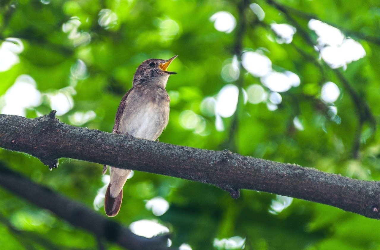 Nightingales – The Opera Singers of the Wild (image credits: pixabay)
