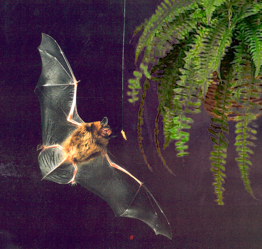Bats – The High-Pitched Singers (image credits: wikimedia)