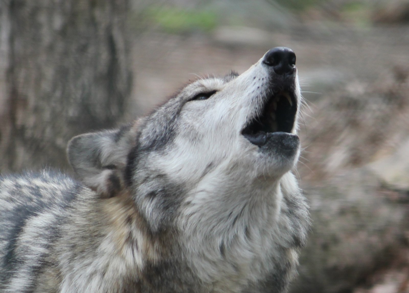 Wolves – The Howling Harmonizers (image credits: wikimedia)