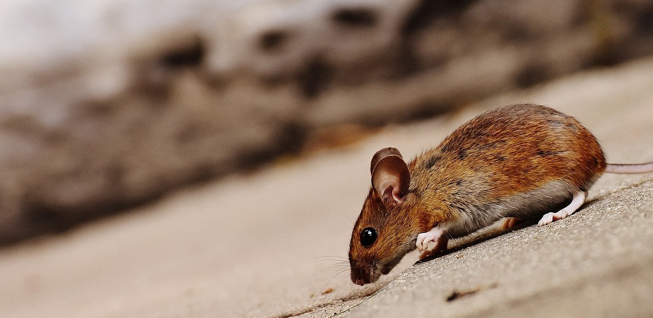 Mice – The Hidden Singers (image credits: pixabay)