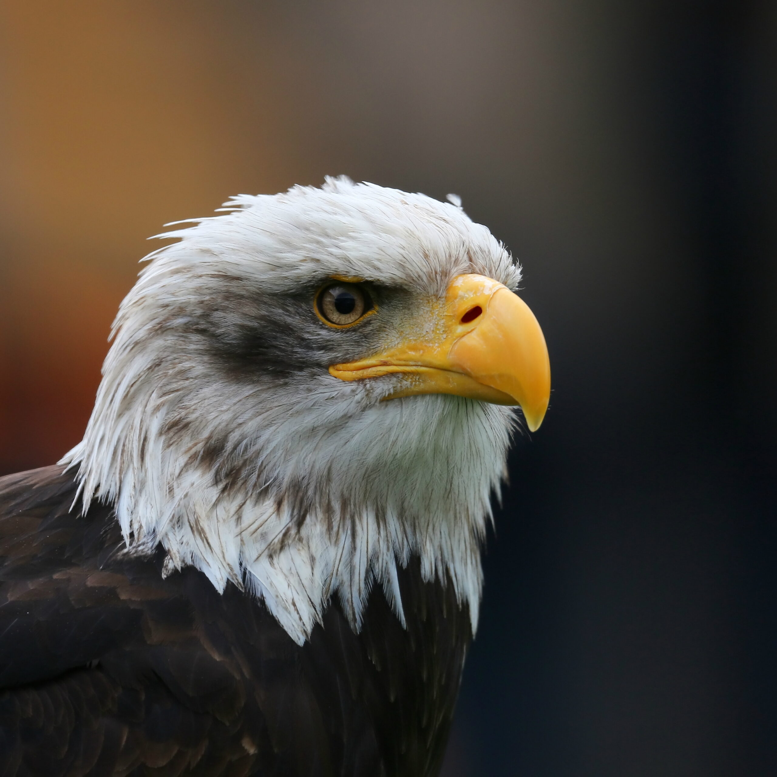 The Bald Eagle (image credits: wikimedia)