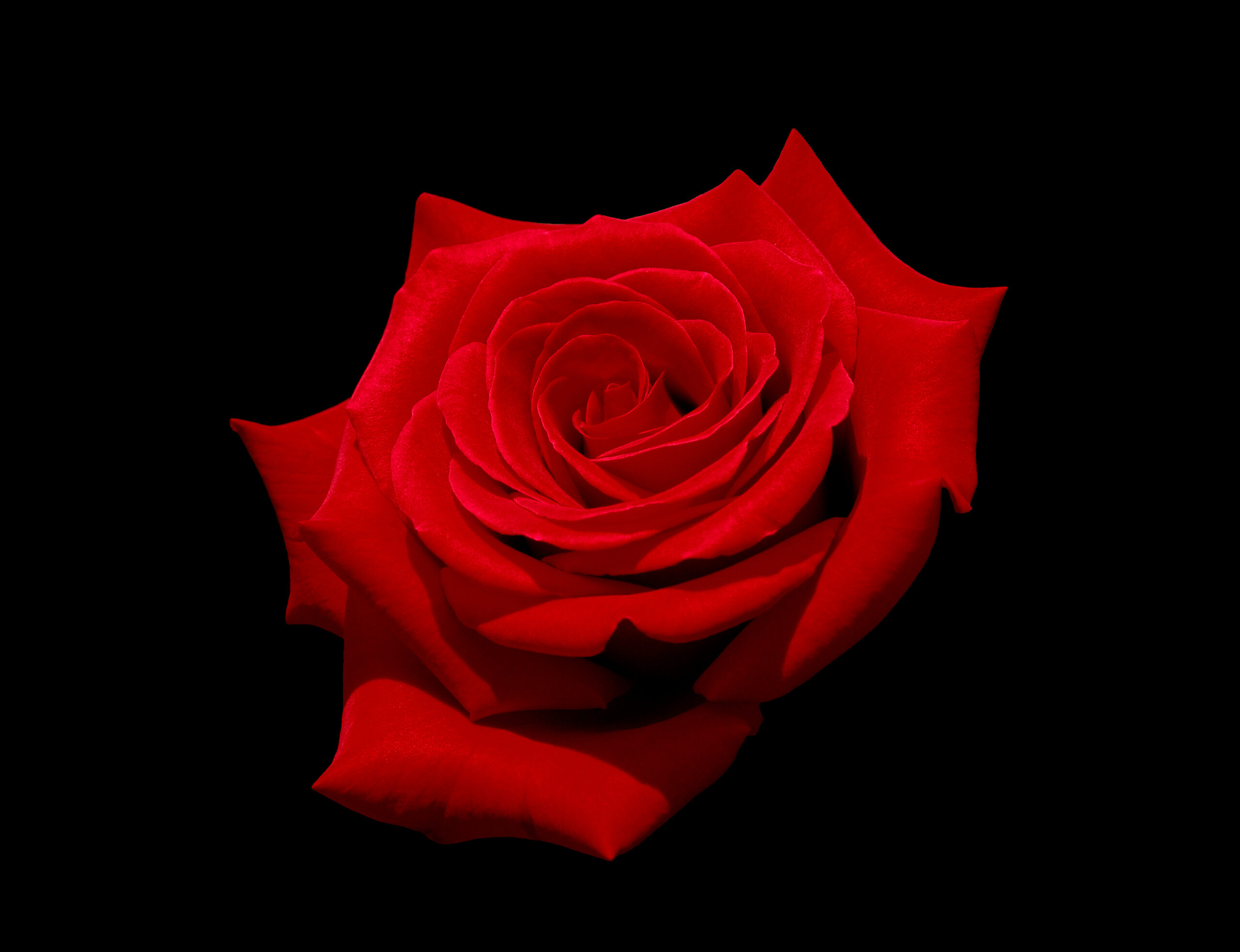 The Rose (image credits: wikimedia)