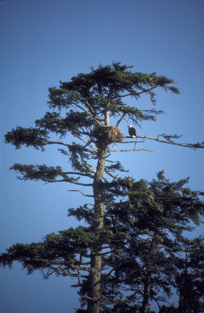 The Bald Eagle's Nest (image credits: wikimedia)