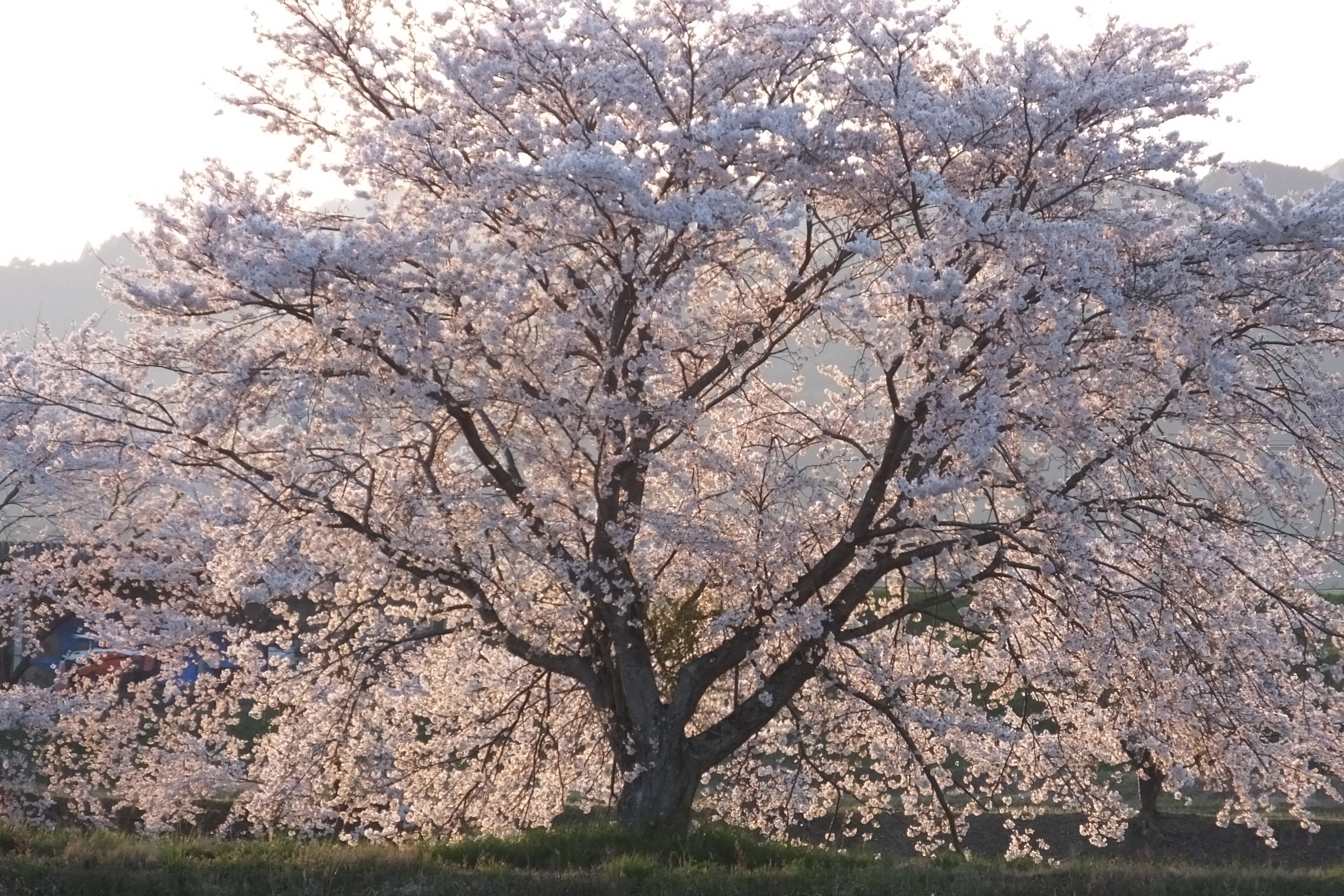 The Cherry Blossom (image credits: wikimedia)