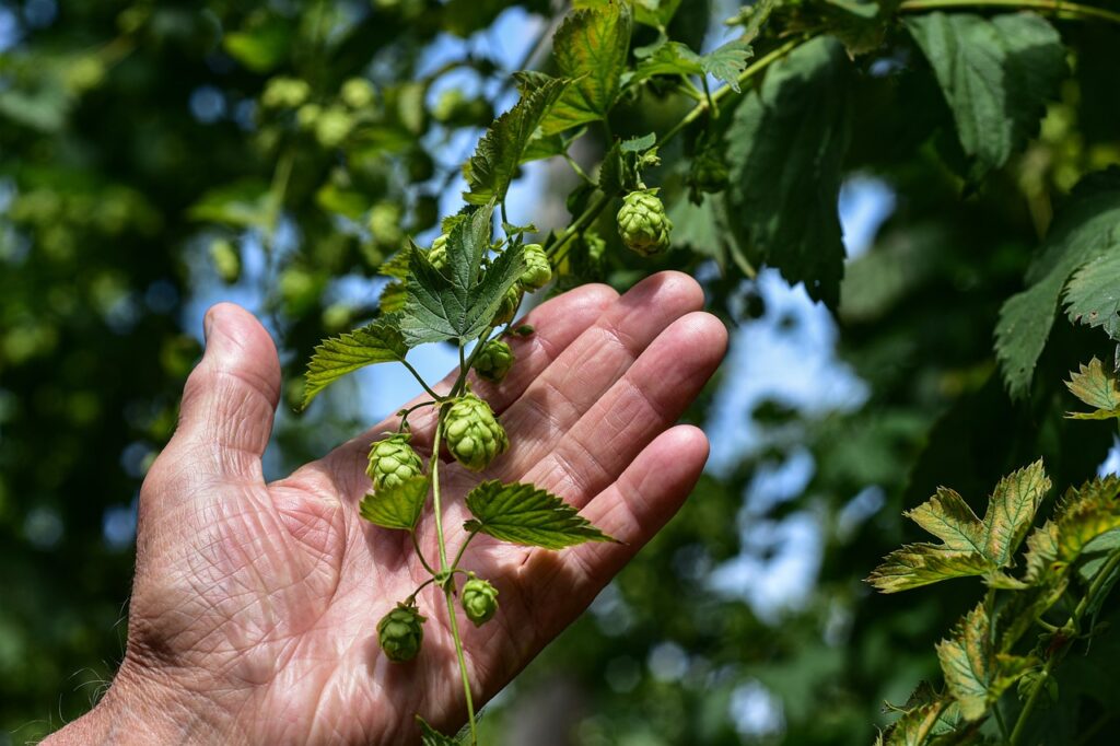 The Origins of Beer: A Timeless Beverage with Ancient Roots