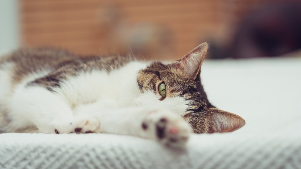 Owning a Cat Reduces Heart Attack Risk 🐱❤️ (image credits: stocksnap)