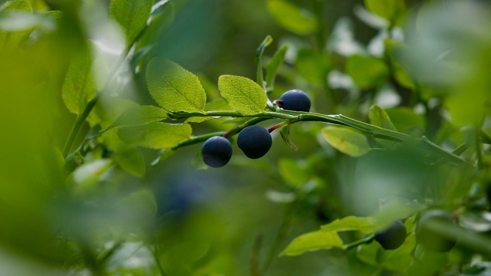 Evolutionary Origins: The Gatherer Advantage? (image credits: stocksnap)