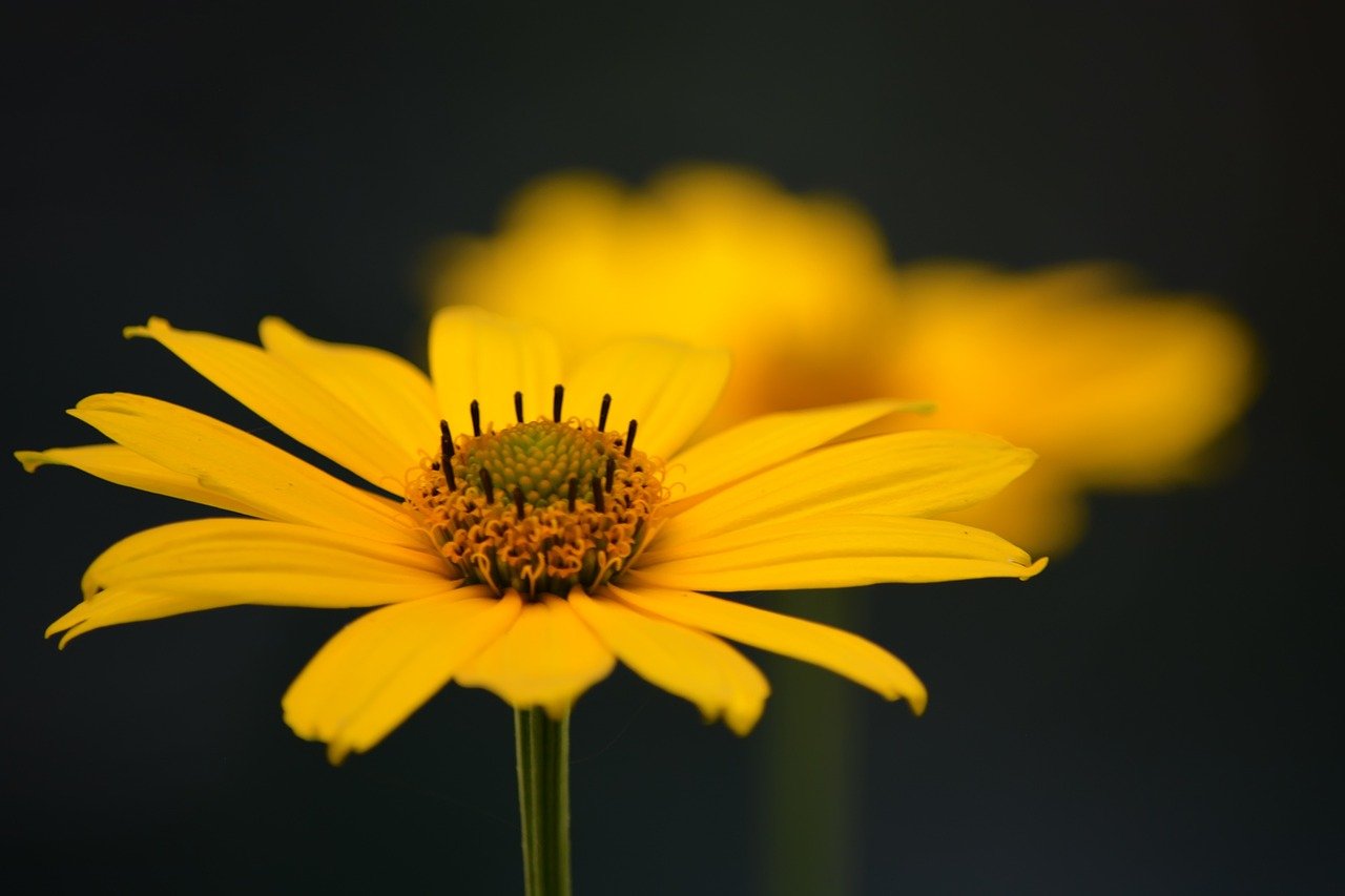 Superior Attention to Detail (image credits: pixabay)