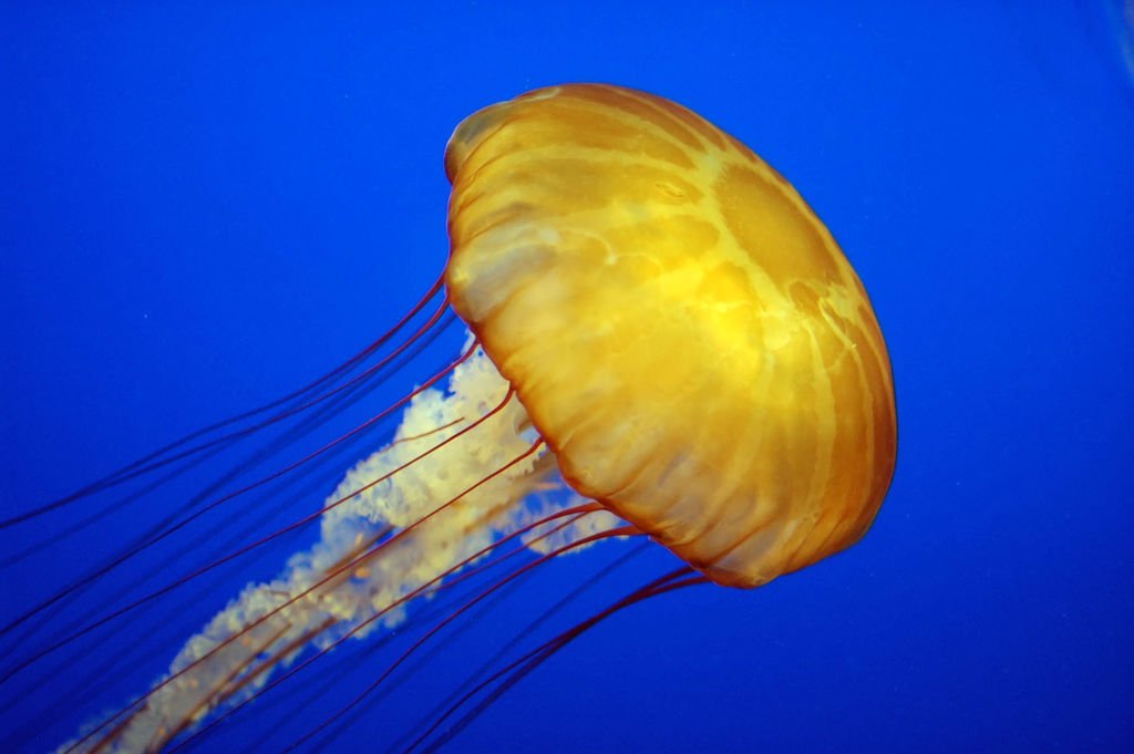 There’s a Species of Jellyfish That Can Live Forever (image credits: wikimedia)