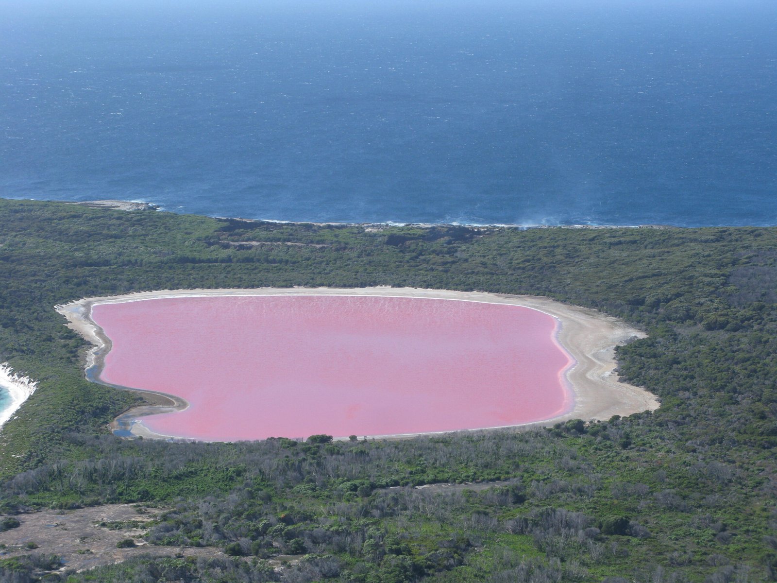 There’s a Lake in Australia That’s Naturally Bright Pink (image credits: wikimedia)
