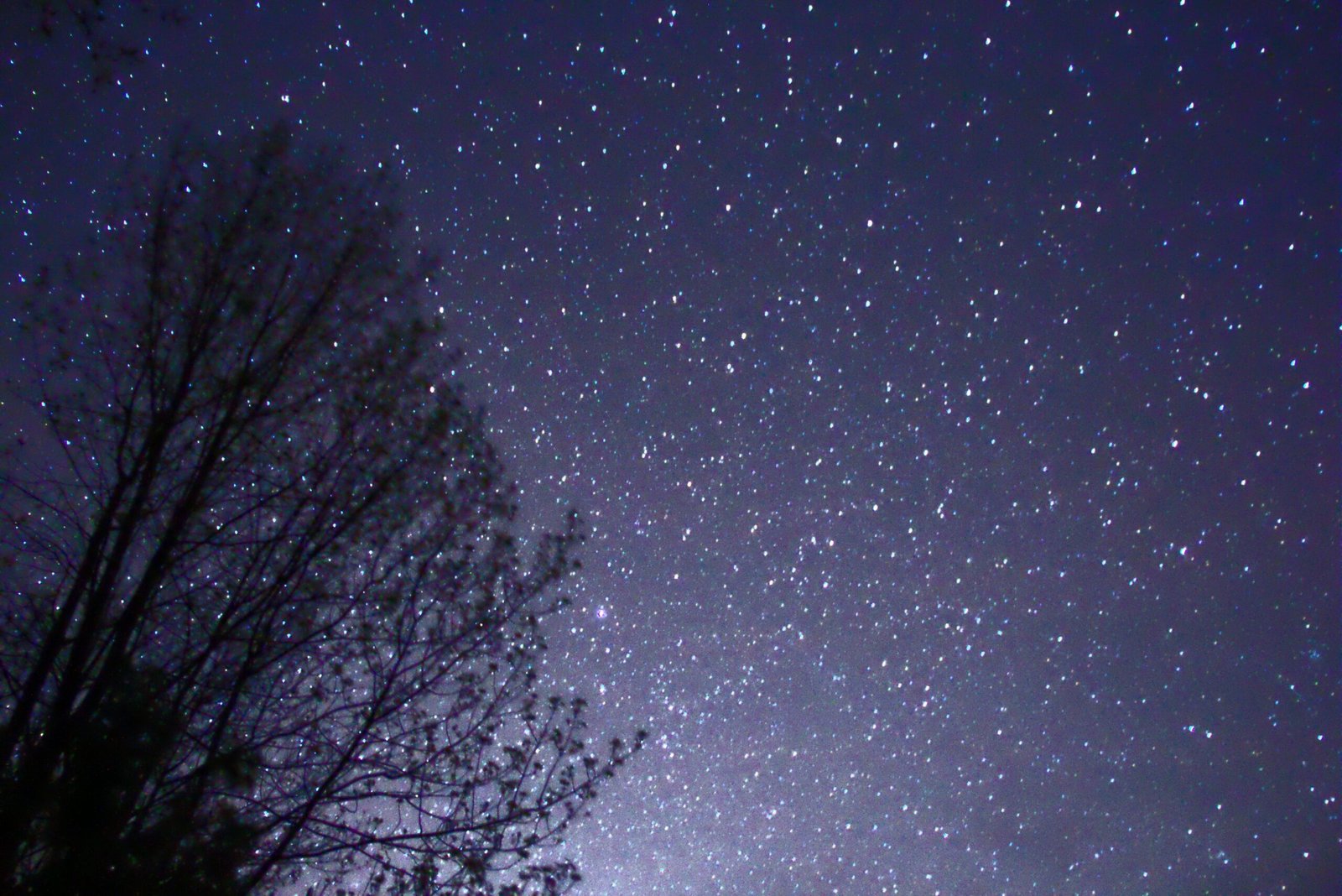 There Are More Trees on Earth Than Stars in the Milky Way (image credits: wikimedia)