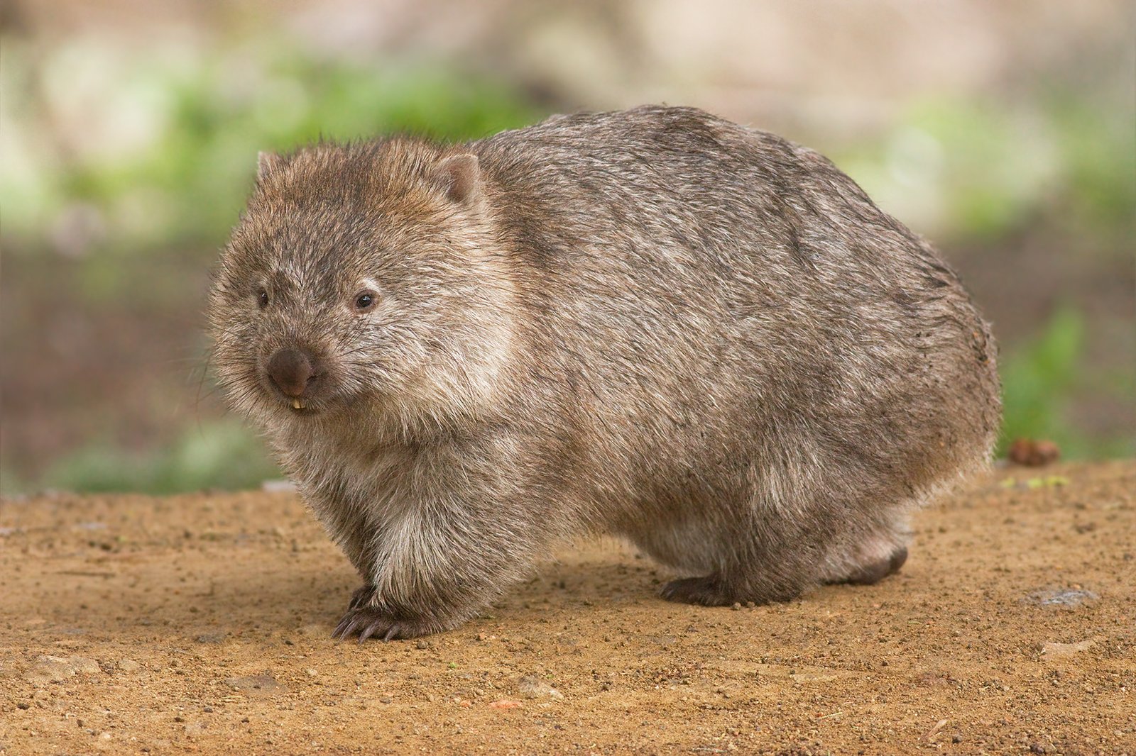 Wombat Poop Is Cube-Shaped (image credits: wikimedia)