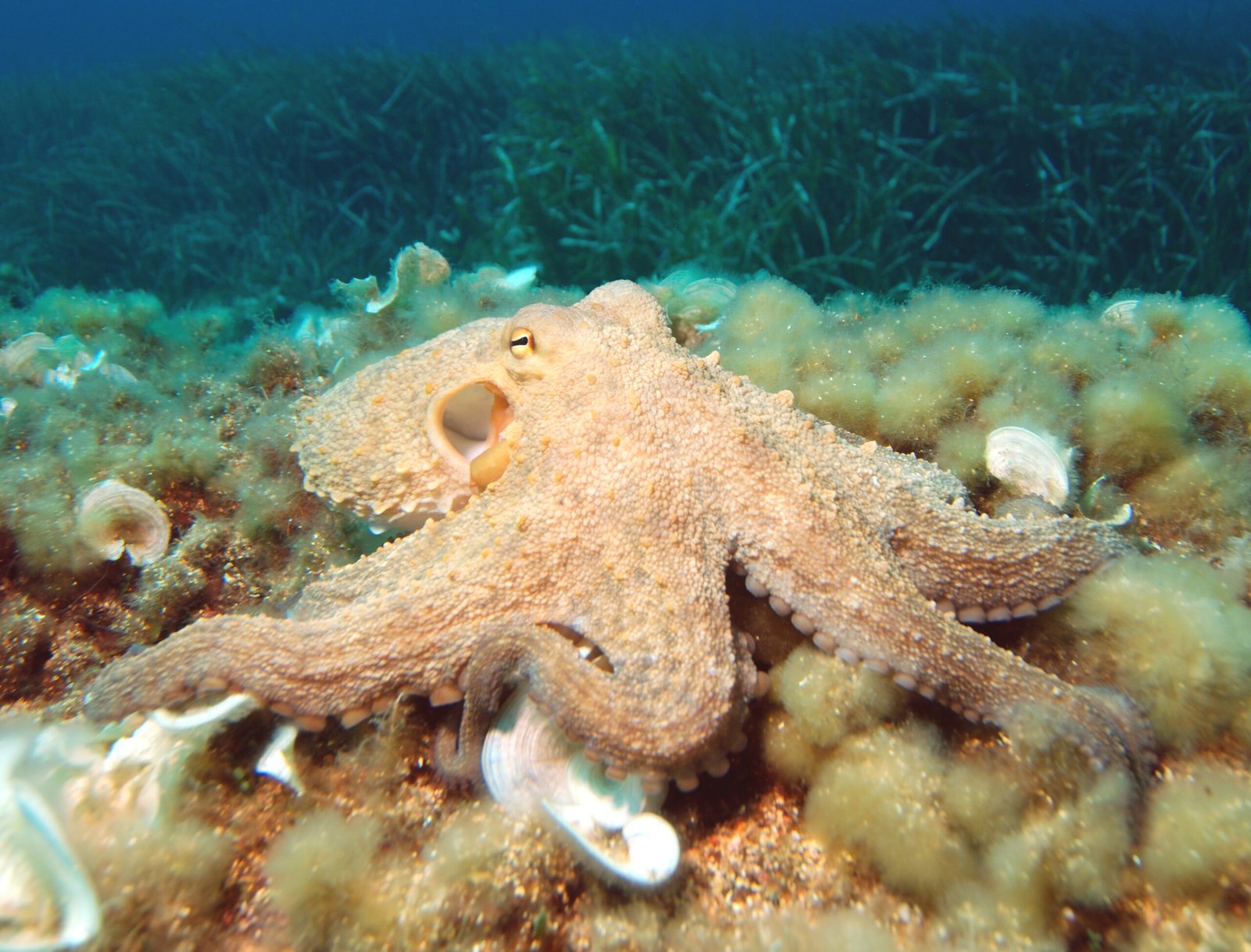 Octopuses Have Three Hearts and Blue Blood (image credits: wikimedia)