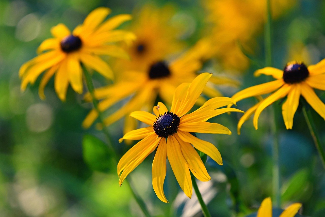 Susan (image credits: pixabay)