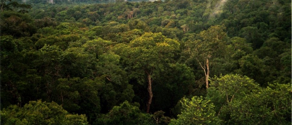 8. The Amazon Rainforest, Brazil (image credits: wikimedia)