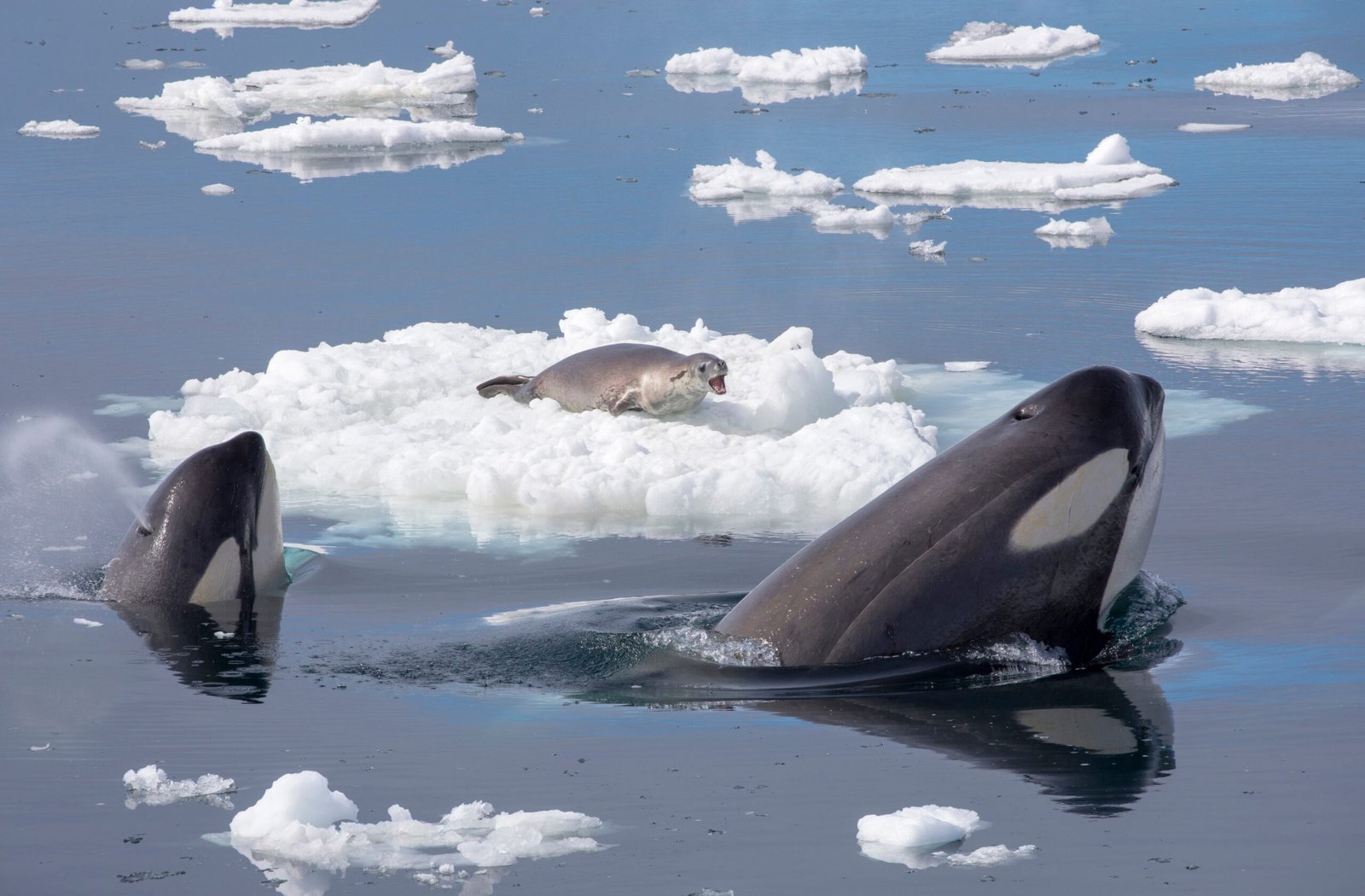 VIP Wildlife Encounters (image credits: wikimedia)
