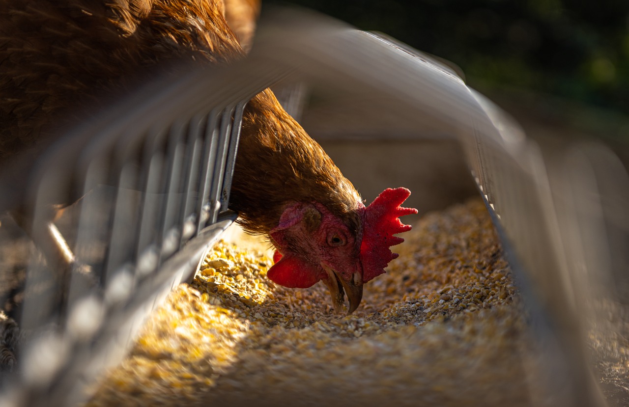 10. Chickens (~240 - 360 taste buds) (image credits: pixabay)