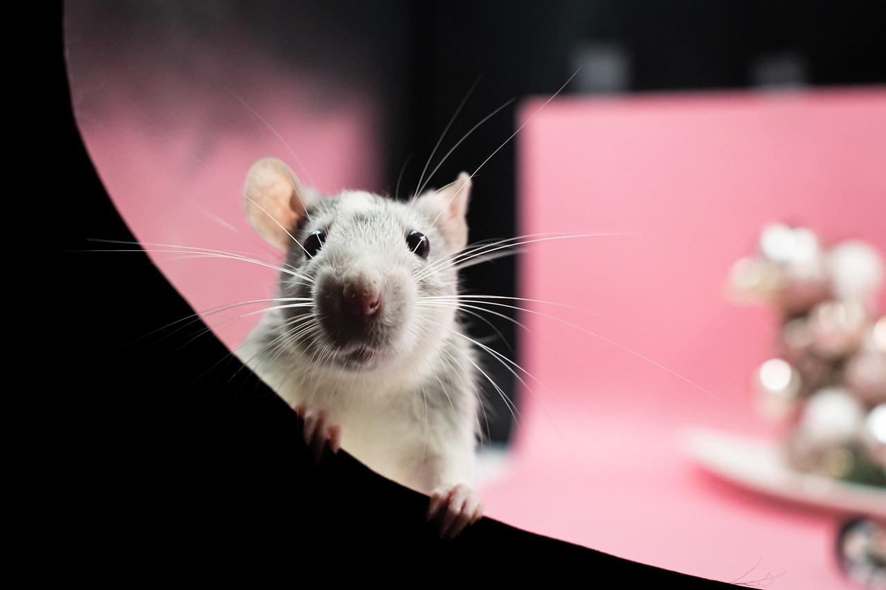 6. Rats (~12,000 taste buds) (image credits: pixabay)