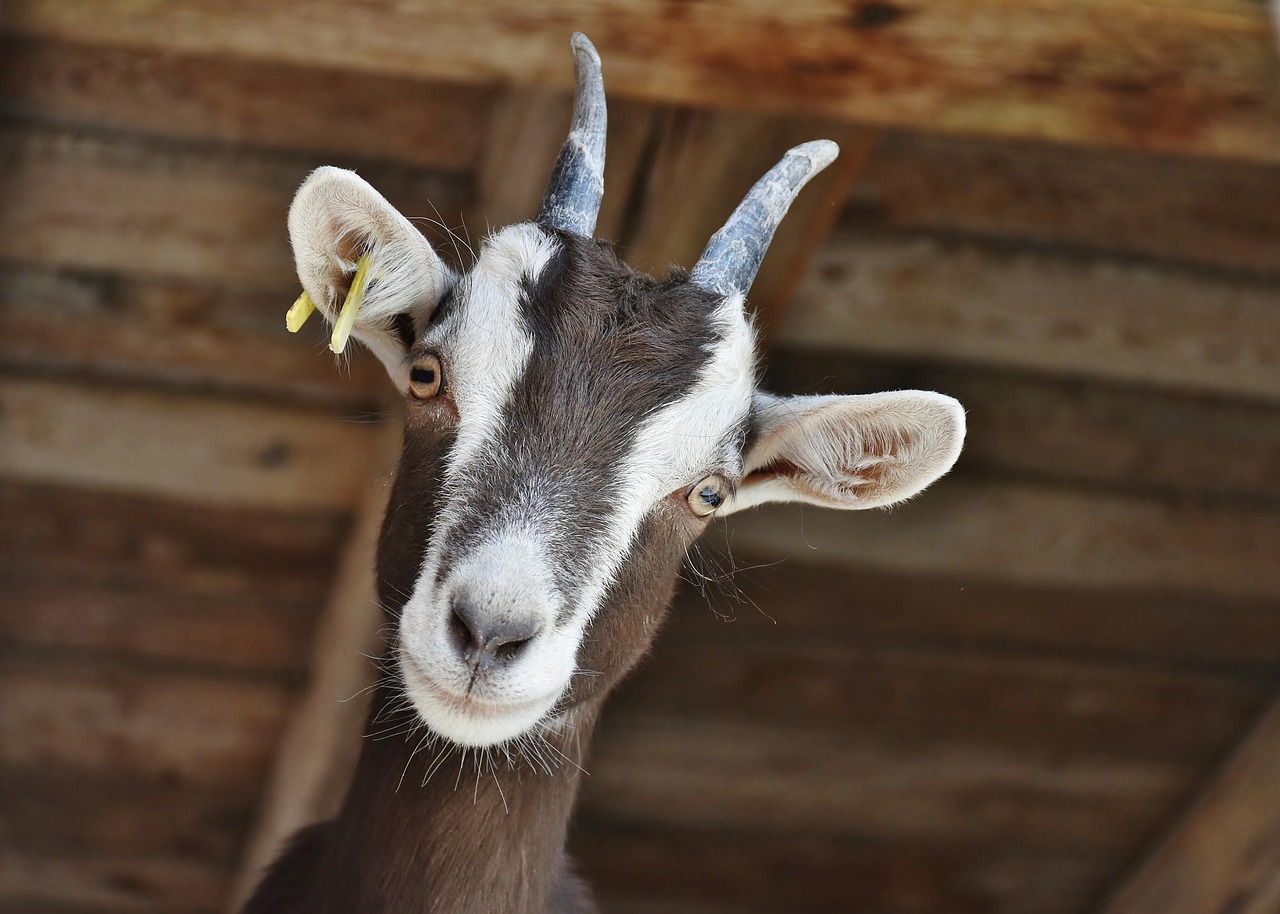 5. Goats (~15,000 taste buds) (image credits: pixabay)