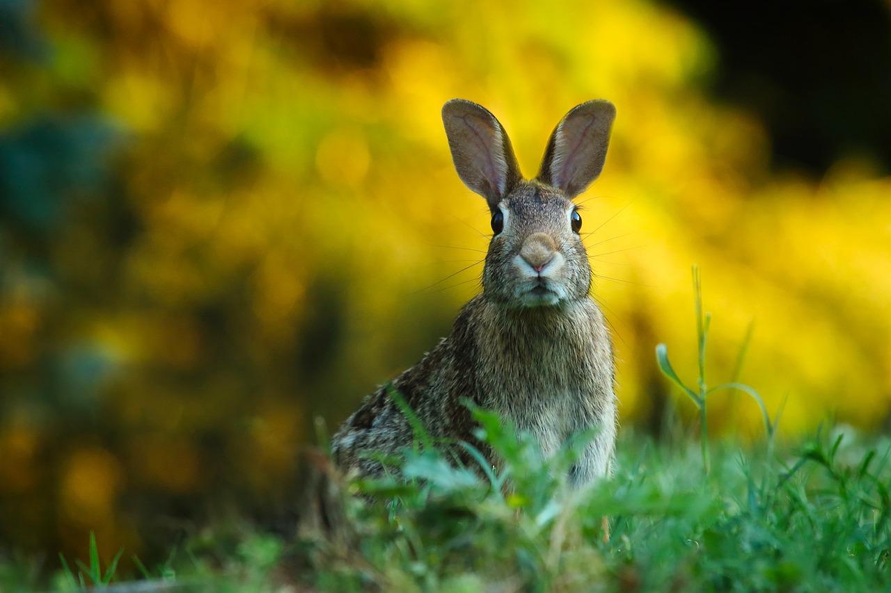 3. Rabbits (~17,000 taste buds) (image credits: pixabay)