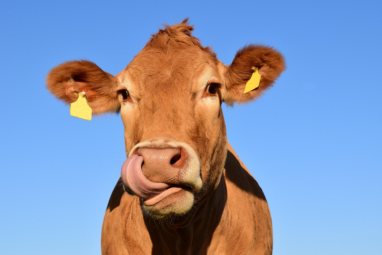 2. Cows (~25,000 taste buds) (image credits: pixabay)