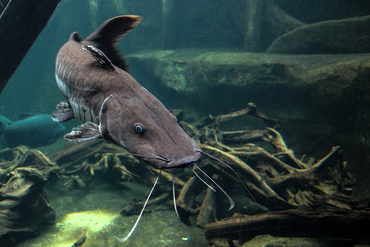 1. Catfish (~100,000 - 175,000 taste buds) (image credits: pixabay)