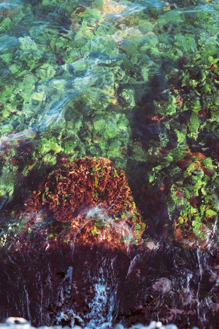 4. Seaweed & Kelp (image credits: pexels)