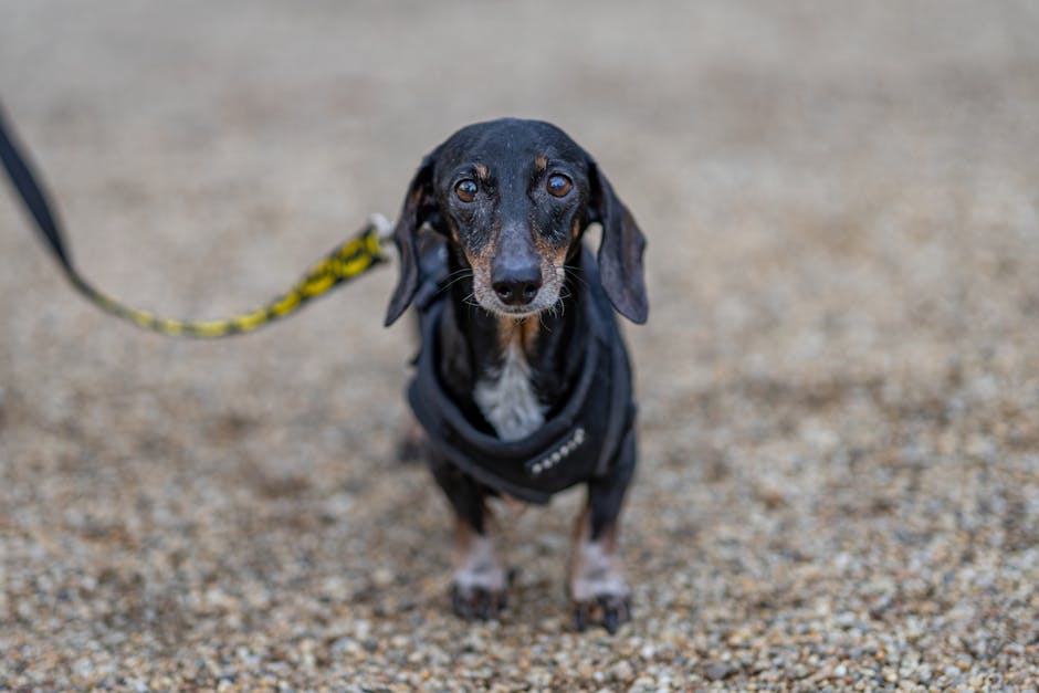 🔟 You Must Walk Your Dog Daily in Turin, Italy 🐶🚶 (image credits: pexels)