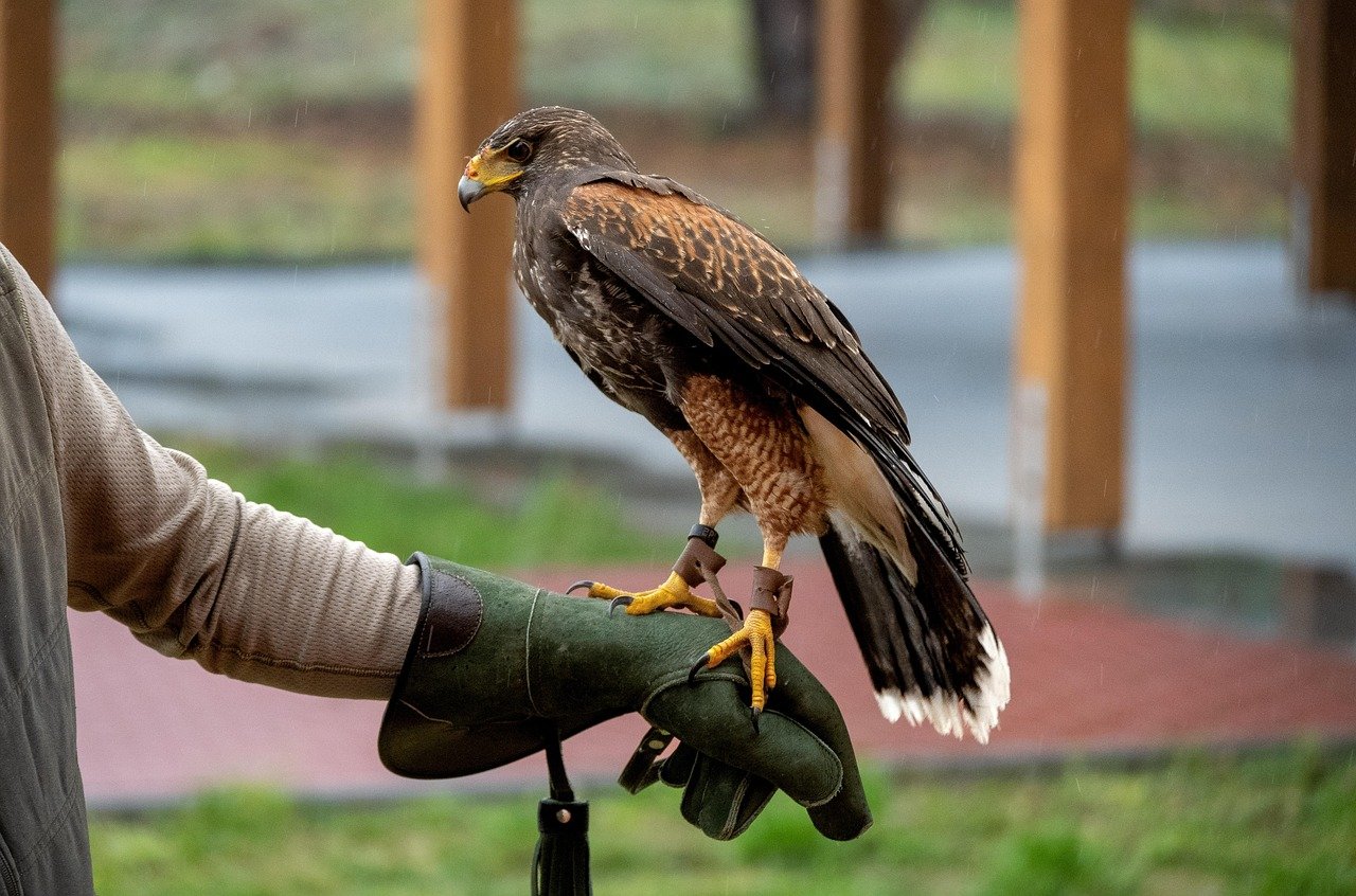 5. Falconry (Middle East & Europe) (image credits: pixabay)