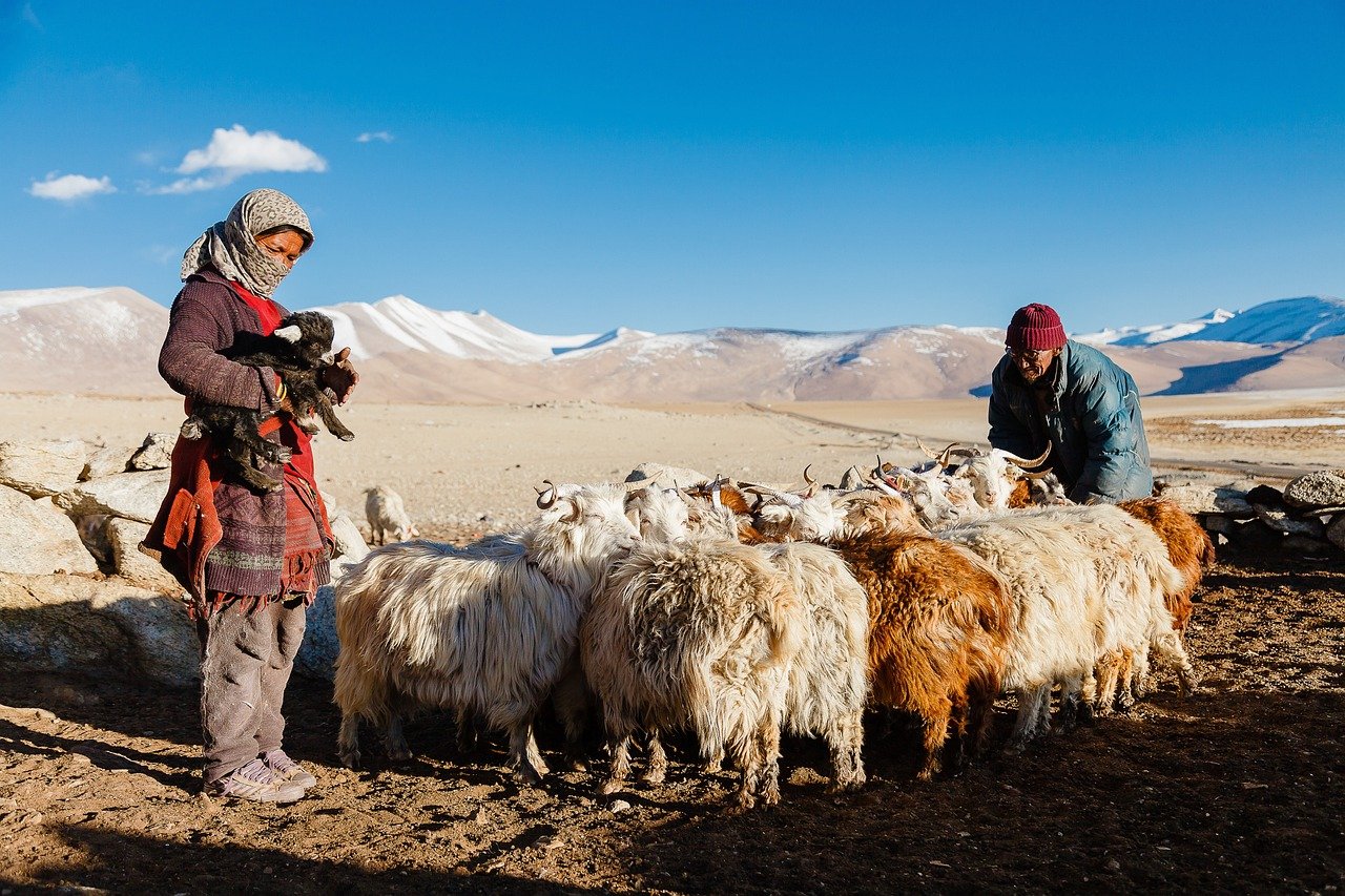 10. Nomadic Herding (Mongolia & Africa) (image credits: pixabay)