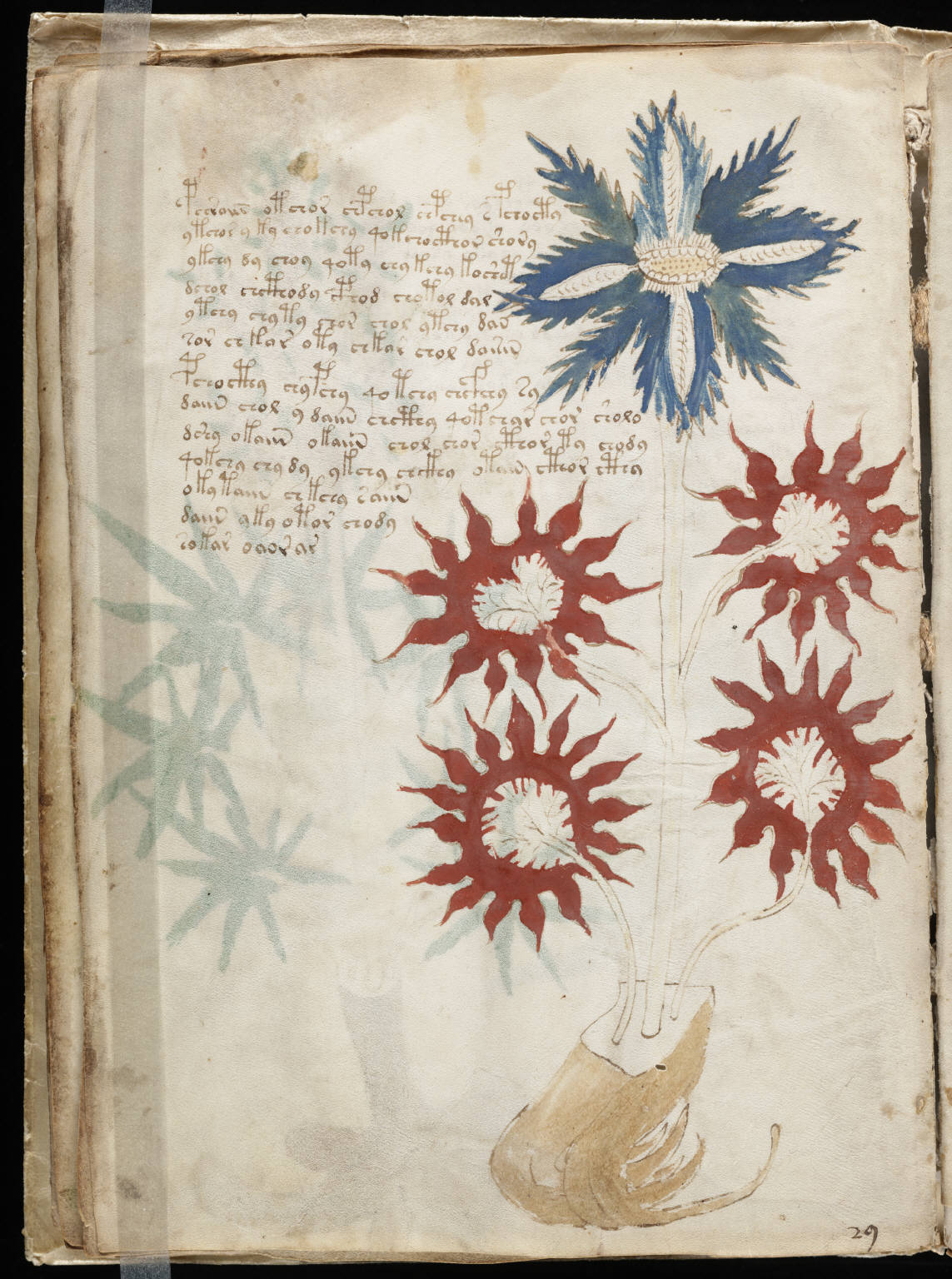 The Voynich Manuscript: A Book No One Can Read (image credits: wikimedia)