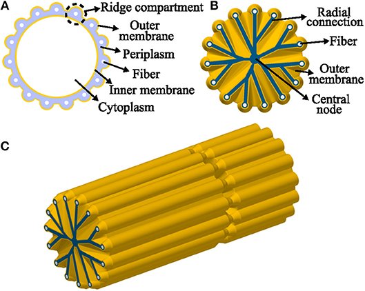 Meet the Electrifying Microbe From the Deep (image credits: wikimedia)
