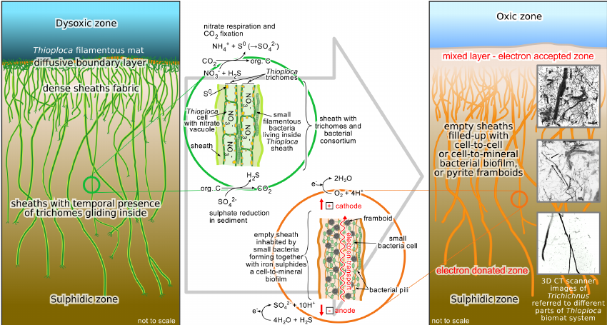 Nature’s Blueprints for Bioelectricity (image credits: wikimedia)