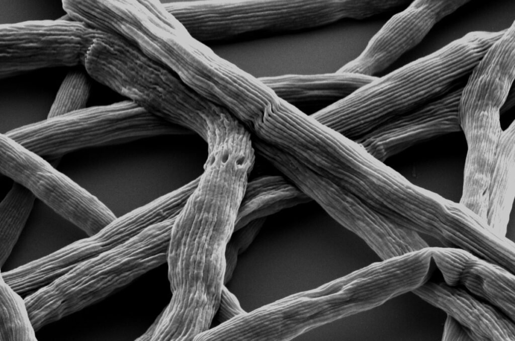 Could a Tiny Ocean Bacterium Be the Power Source of the Future?