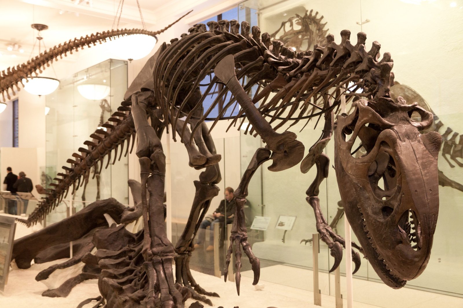 Apex the Stegosaurus Skeleton – $44.6 Million (image credits: wikimedia)