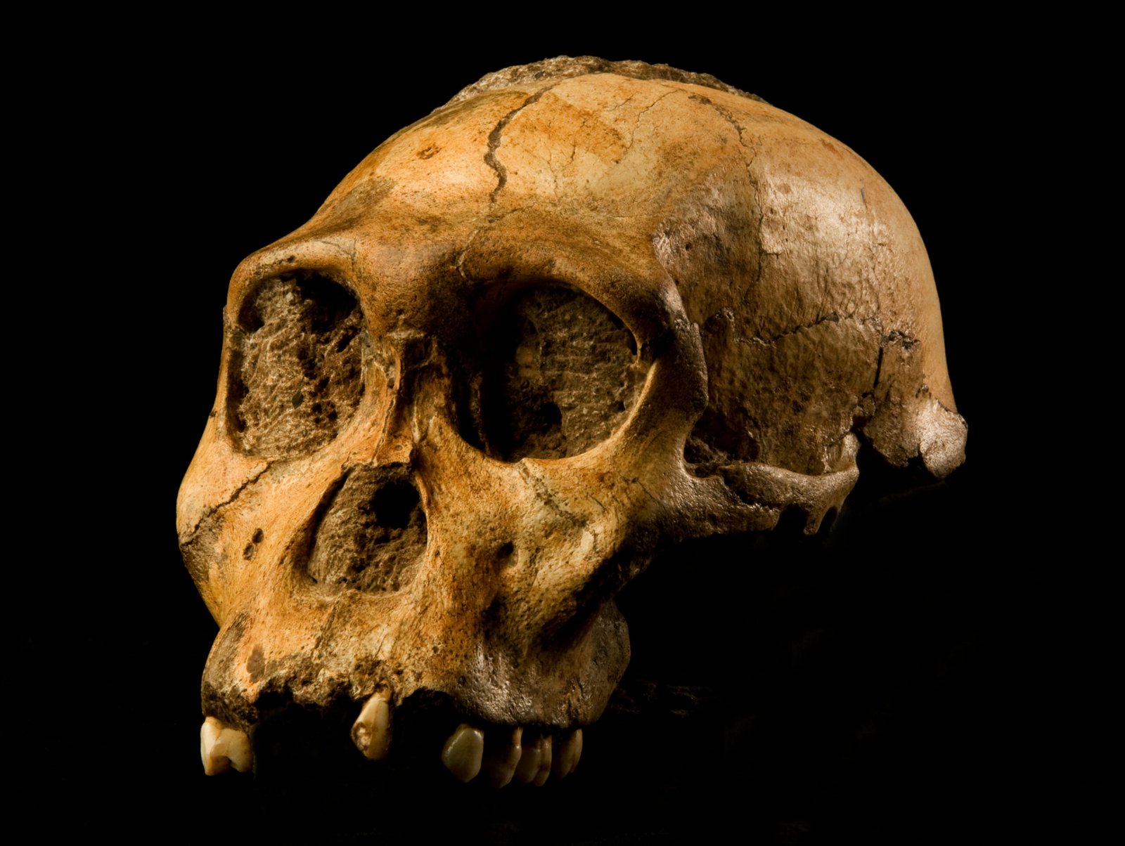 From Apes to Early Humans (image credits: wikimedia)