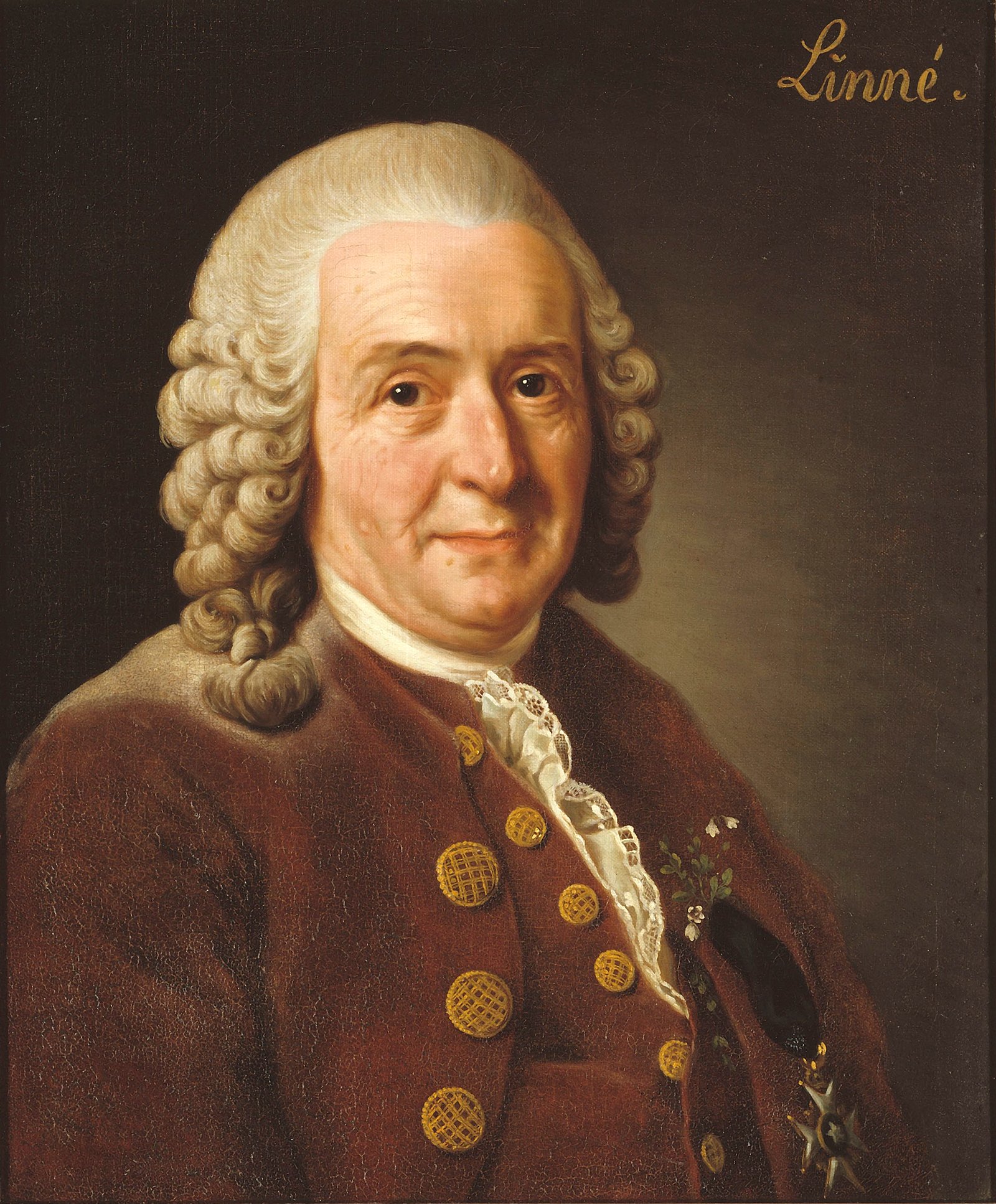 Carl Linnaeus: The Father of Classification (image credits: wikimedia)