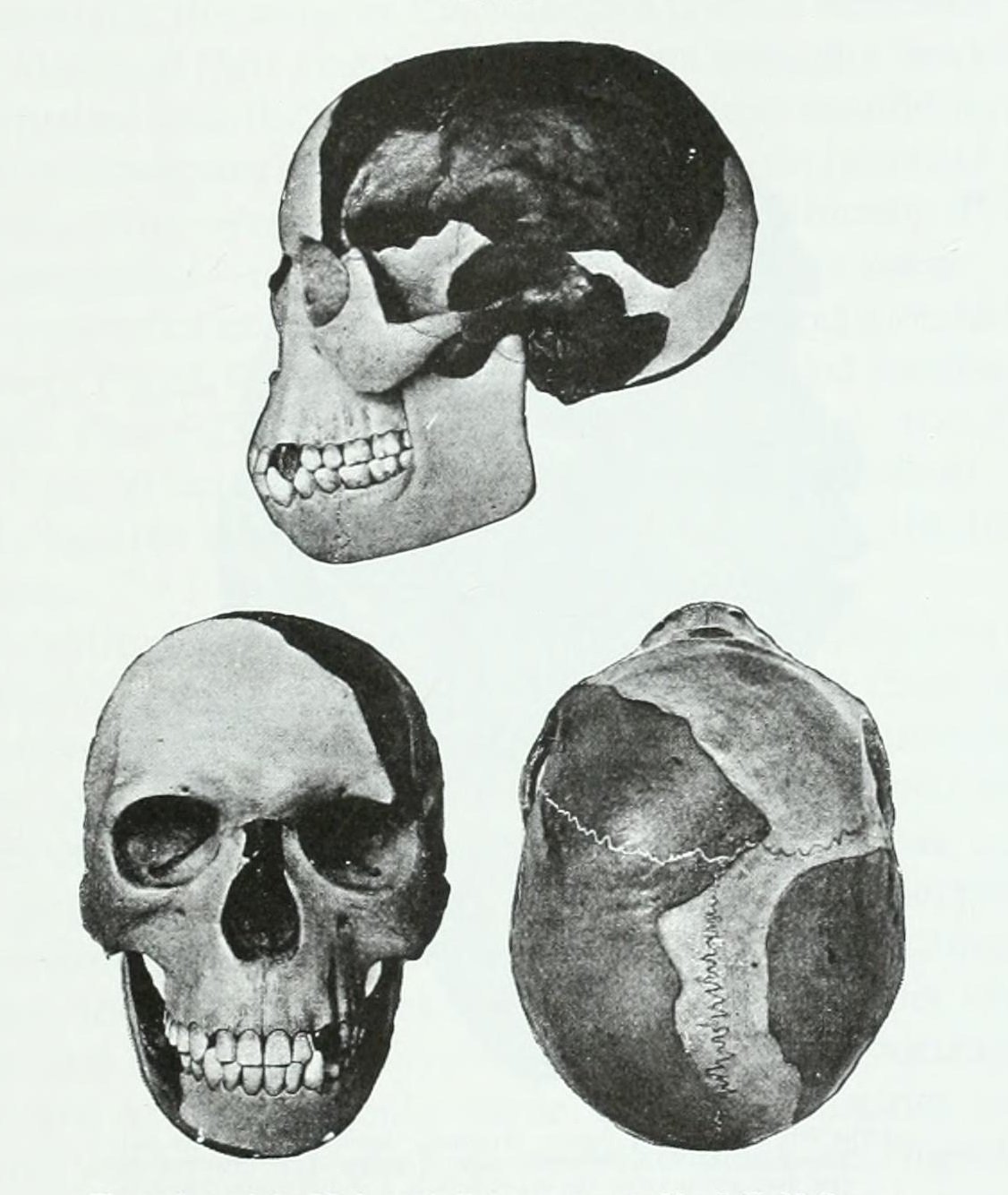 The Piltdown Man (1912) (image credits: wikimedia)