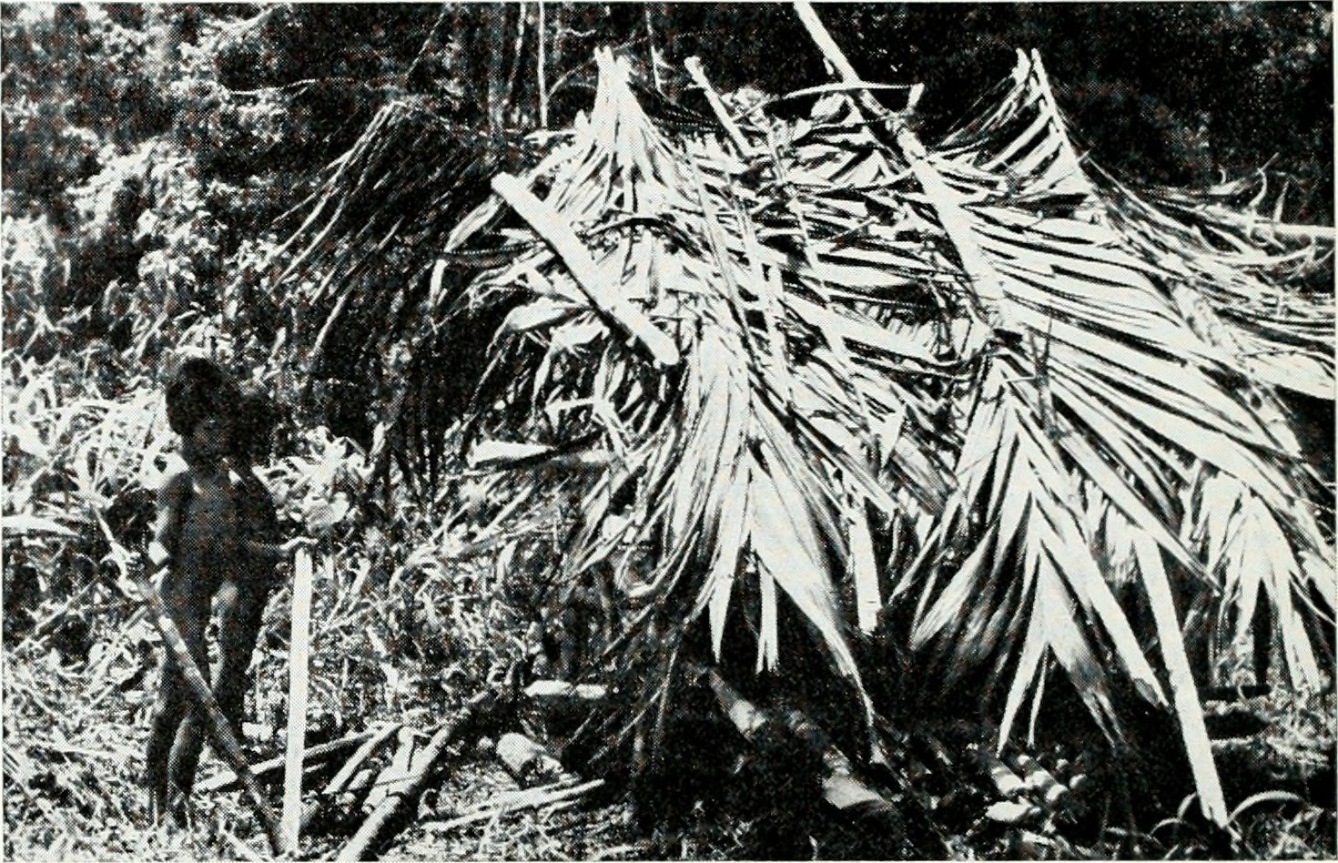 The Tasaday Tribe (1971) (image credits: wikimedia)