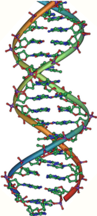 The Discovery of DNA’s Structure: Raced Against Time (image credits: wikimedia)