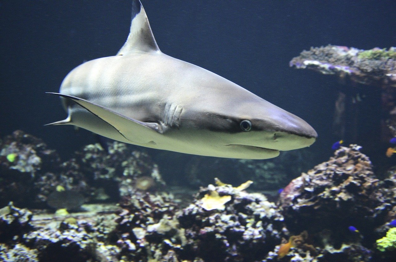 “You’re Gonna Need a Bigger Boat” – Jaws (1975) (image credits: pixabay)