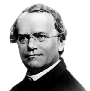 Gregor Mendel – Genetic Inheritance (image credits: wikimedia)