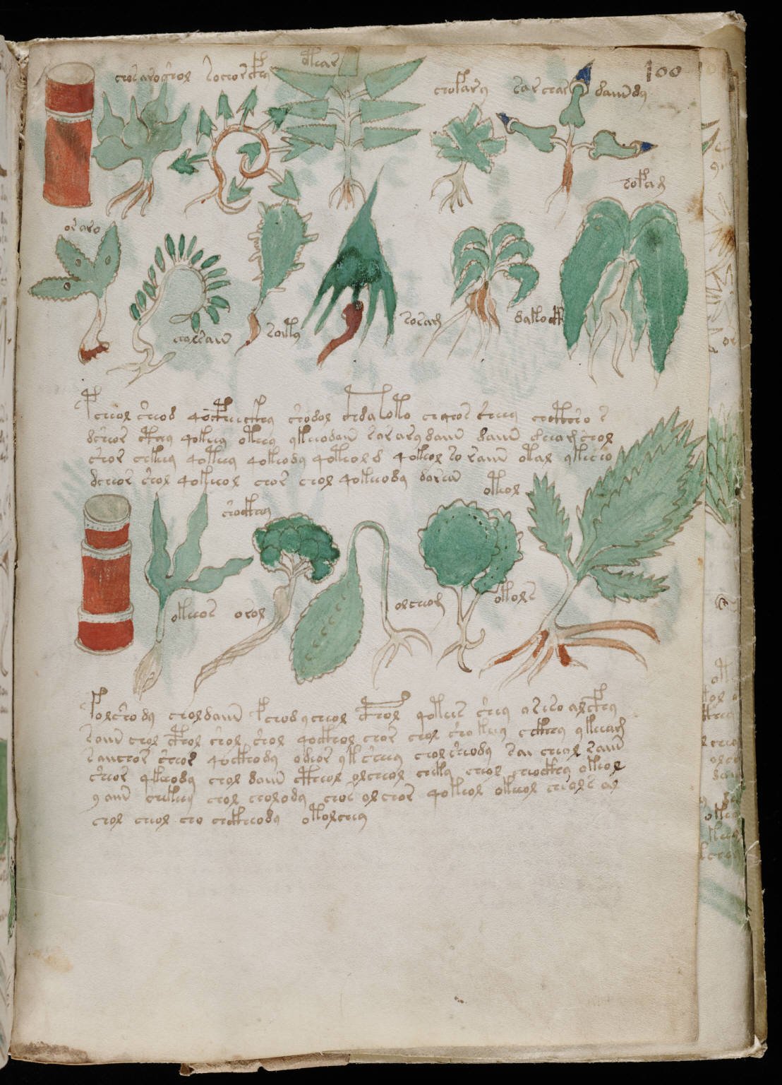 The Voynich Manuscript (Central Europe) (image credits: wikimedia)