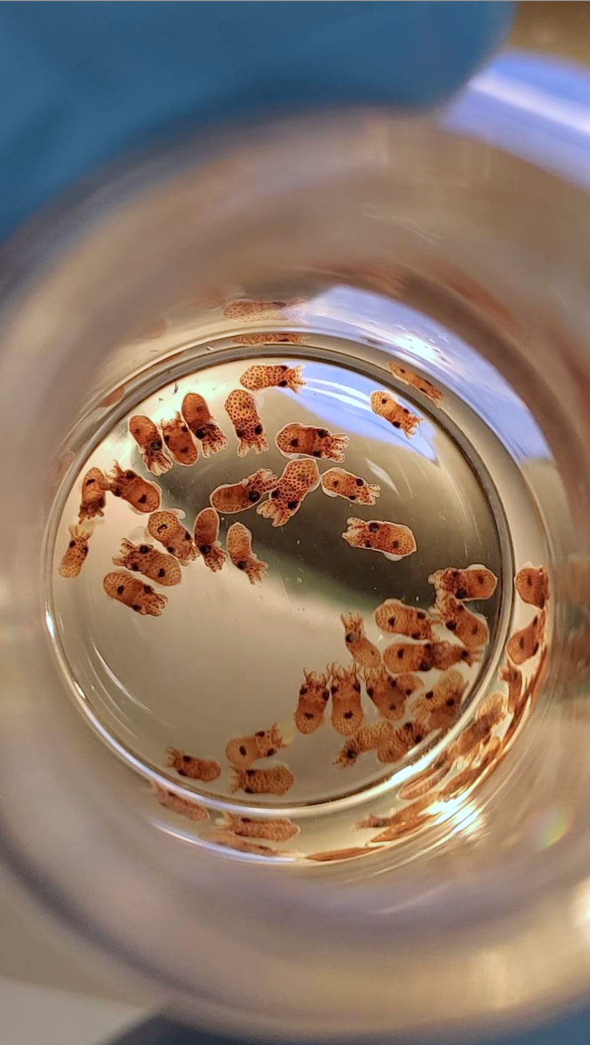 A Jar of Bacteria (image credits: wikimedia)