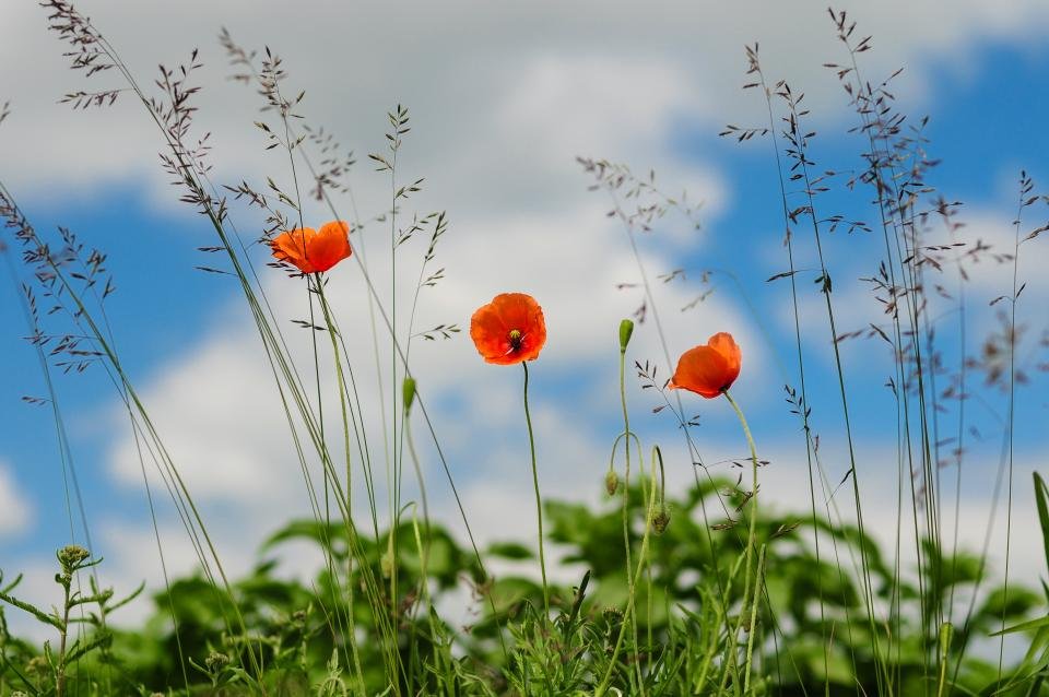 Remembrance Poppies (United Kingdom and Commonwealth) (image credits: stocksnap)