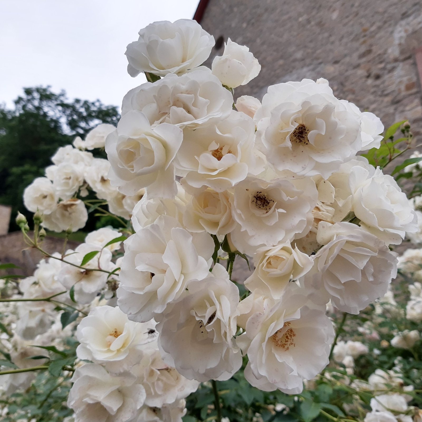 White Rose (image credits: wikimedia)