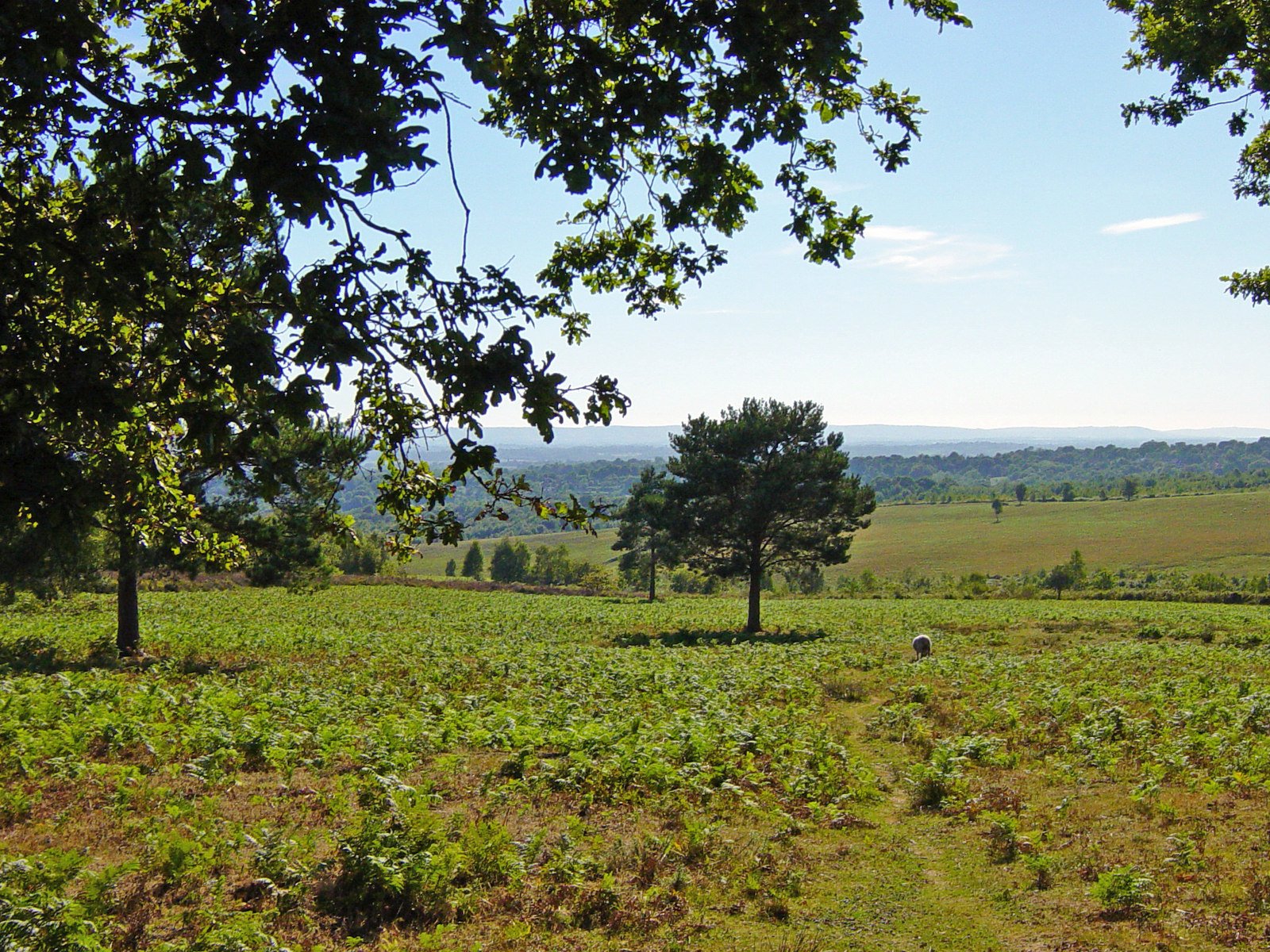 Hundred Acre Wood – Ashdown Forest, England (image credits: wikimedia)